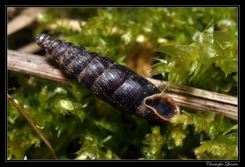 Common Door-snail, photo 1 of 10
