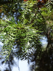 Grevillea robusta