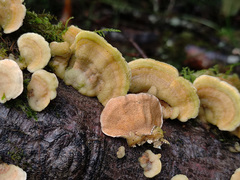 Steccherinum bourdotii