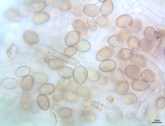 Botryobasidium conspersum
