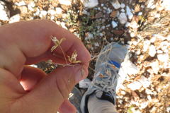 Eriospermum capense capense