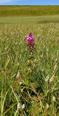 Pedicularis chamissonis