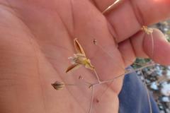 Eriospermum capense capense