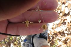 Eriospermum capense capense