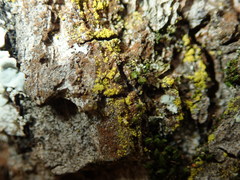 Candelariella xanthostigma