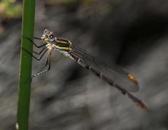 Chlorolestes conspicuus