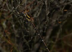 Chlorolestes conspicuus