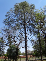 Pinus