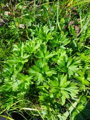Anemonastrum villosissimum
