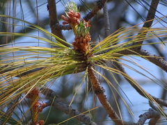 Pinus