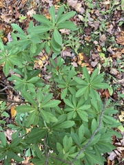 Daphne mezereum