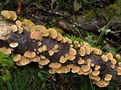 Steccherinum bourdotii