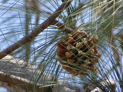 Pinus