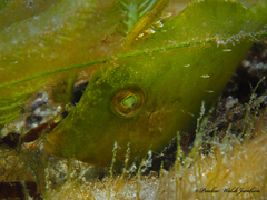 Monacanthus ciliatus