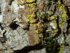 Candelariella xanthostigma