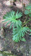 Thaumatophyllum bipinnatifidum