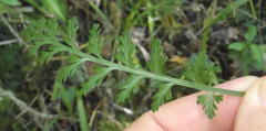 Asplenium rutifolium