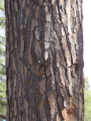 Pinus