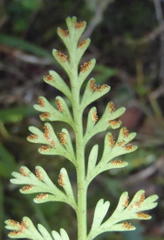 Asplenium rutifolium