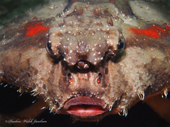Ogcocephalus cubifrons