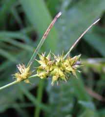Carex bonariensis