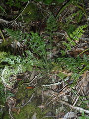 Asplenium rutifolium