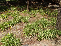 Bulbine