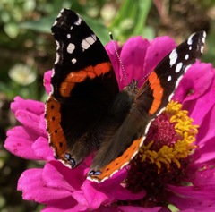 Vanessa atalanta