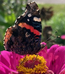 Vanessa atalanta