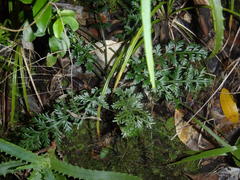 Asplenium rutifolium
