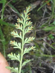 Asplenium rutifolium