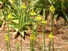 Bulbine