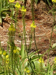 Bulbine