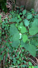 Euphorbia graminea image