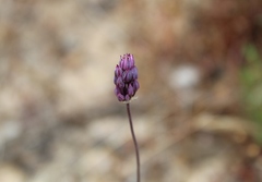 Allium pruinatum
