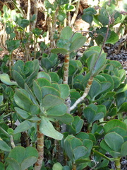 Cotyledon orbiculata