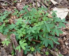 Oxalis heterophylla