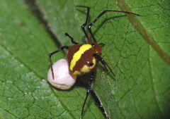 Theridion quadratum