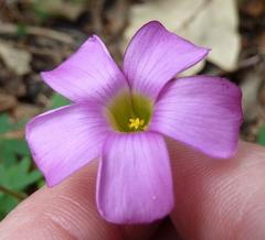 Oxalis heterophylla