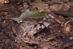 Limnonectes malesianus