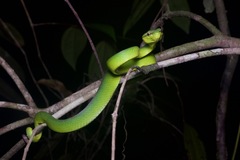 Tropidolaemus subannulatus
