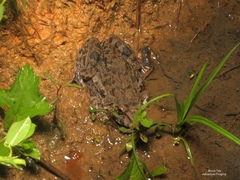 Fejervarya cancrivora