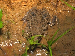 Fejervarya cancrivora