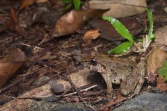 Limnonectes leporinus