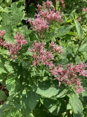 Eutrochium maculatum