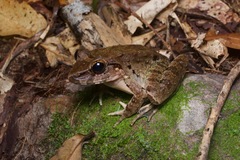 Limnonectes leporinus