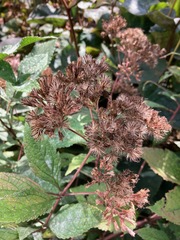 Eutrochium maculatum
