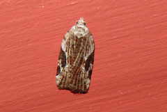Acleris cervinana