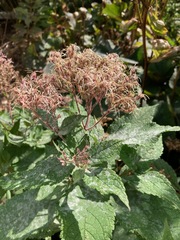 Eutrochium maculatum