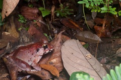Limnonectes malesianus